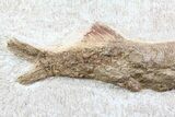 Lower Turonian Fossil Fish - Goulmima, Morocco #76394-1